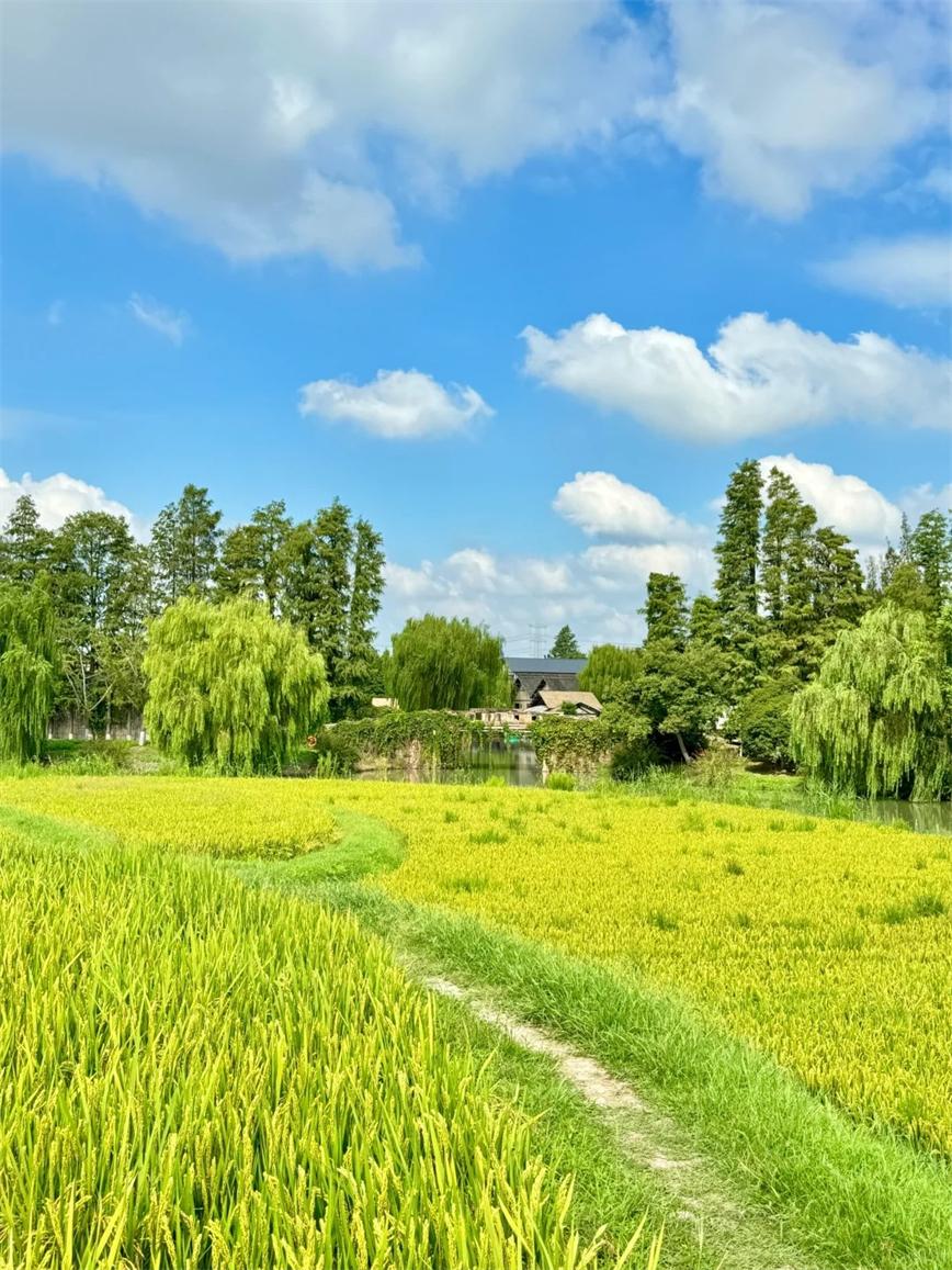 秋天的烏村，堪稱秋日旅行天花板！！_3_烏村Village_來(lái)自小紅書(shū)網(wǎng)頁(yè)版.jpg